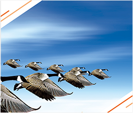 BG����(�й�)�ٷ���վ